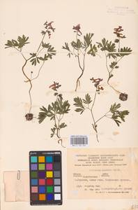 Хохлатка плотная (L.) Clairv., Восточная Европа, Нижневолжский район (E9) (Россия)