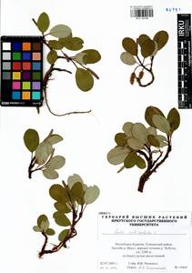 Ива сетчатая L., Сибирь, Прибайкалье и Забайкалье (S4) (Россия)