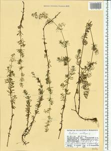 Подмаренник мягкий L., Восточная Европа, Северный район (E1) (Россия)