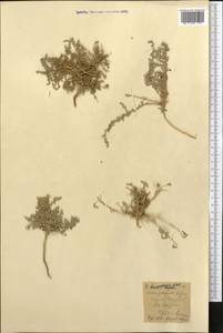 Caroxylon turkestanicum (Litv.) Akhani & Roalson, Средняя Азия и Казахстан, Сырдарьинские пустыни и Кызылкумы (M7) (Узбекистан)