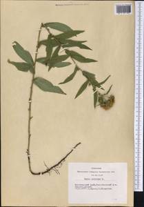 Pentanema salicinum (L.) D. Gut. Larr., Santos-Vicente, Anderb., E. Rico & M. M. Mart. Ort., Сибирь, Алтай и Саяны (S2) (Россия)