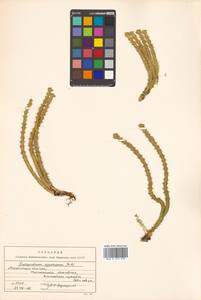 Huperzia selago subsp. appressa (Bach. Pyl. ex Desv.) D. Löve, Сибирь, Чукотка и Камчатка (S7) (Россия)