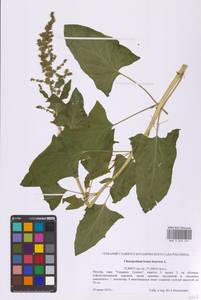 Блитум доброго Генриха (L.) Rchb., Восточная Европа, Московская область и Москва (E4a) (Россия)