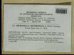 Dicranella heteromalla (Hedw.) Schimp., Гербарий мохообразных, Мхи - Карелия, Ленинградская и Мурманская области (B4) (Россия)