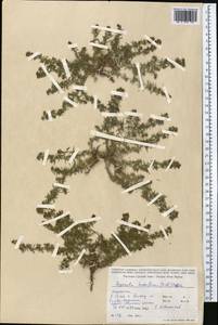 Подмаренник распростертый M.Bieb., Средняя Азия и Казахстан, Муюнкумы, Прибалхашье и Бетпак-Дала (M9) (Казахстан)