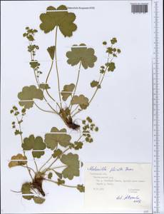 Манжетка складчатая Buser, Восточная Европа, Центральный лесной район (E5) (Россия)