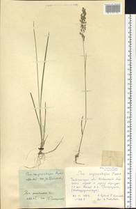 Poa pratensis subsp. pratensis, Сибирь, Прибайкалье и Забайкалье (S4) (Россия)