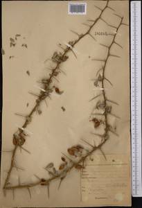 Caragana halodendron (Pall.) Dum.Cours., Средняя Азия и Казахстан, Северный и Центральный Казахстан (M10) (Казахстан)