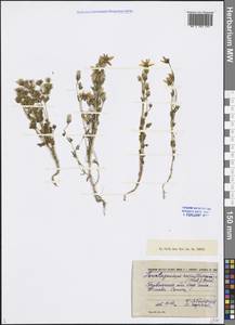 Ломатогониум каринтийский (Wulfen) Rchb., Сибирь, Алтай и Саяны (S2) (Россия)