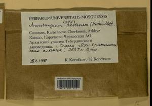 Anoectangium aestivum (Hedw.) Mitt., Гербарий мохообразных, Мхи - Северный Кавказ и Предкавказье (B12) (Россия)