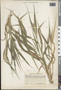 Щетинник зеленый (L.) P.Beauv., Сибирь, Дальний Восток (S6) (Россия)