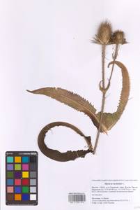 Ворсянка разрезная L., Восточная Европа, Московская область и Москва (E4a) (Россия)