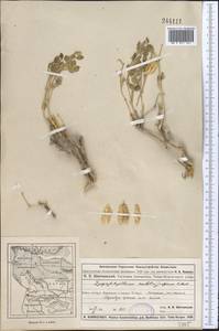 Zygophyllum subtrijugum C. A. Mey., Средняя Азия и Казахстан, Муюнкумы, Прибалхашье и Бетпак-Дала (M9) (Казахстан)