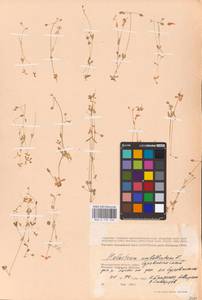 Костенец зонтичный L., Восточная Европа, Нижневолжский район (E9) (Россия)