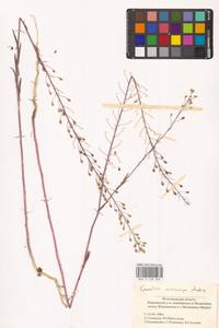 Рыжик мелкоплодный Andrz. ex DC., Восточная Европа, Нижневолжский район (E9) (Россия)