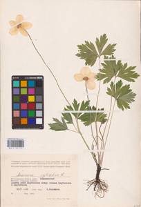 Ветреница лесная L., Восточная Европа, Нижневолжский район (E9) (Россия)