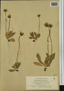 Hieracium aphyllum subsp. hololeucum (Arv.-Touv. & A. Faure) Zahn, Западная Европа (EUR) (Франция)