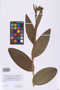 Дремлик болотный (L.) Crantz, Восточная Европа, Московская область и Москва (E4a) (Россия)