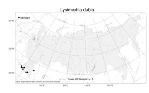 Lysimachia dubia, Вербейник сомнительный Aiton, Атлас флоры России (FLORUS) (Россия)