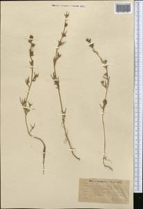 Pyankovia brachiata (Pall.) Akhani & Roalson, Средняя Азия и Казахстан, Северный и Центральный Казахстан (M10) (Казахстан)