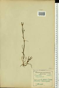 Гвоздика пышная L., Восточная Европа, Северный район (E1) (Россия)