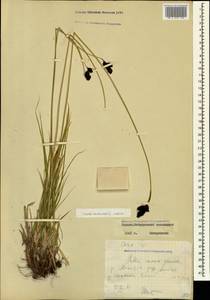 Carex aterrima subsp. medwedewii (Leskov) T.V.Egorova, Кавказ, Северная Осетия, Ингушетия и Чечня (K1c) (Россия)