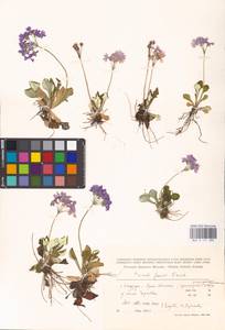 Primula modesta var. fauriei (Franch.) Takeda, Сибирь, Дальний Восток (S6) (Россия)