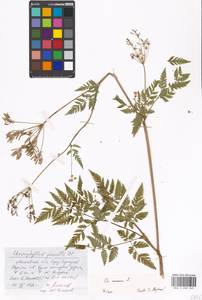 Бутень золотистый L., Восточная Европа, Московская область и Москва (E4a) (Россия)