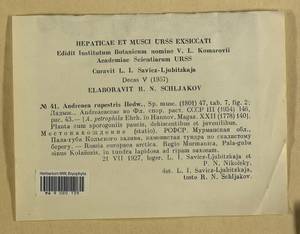 Andreaea rupestris Hedw., Гербарий мохообразных, Мхи - Карелия, Ленинградская и Мурманская области (B4) (Россия)