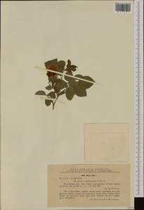 Rosa × alba L., Западная Европа (EUR) (Румыния)