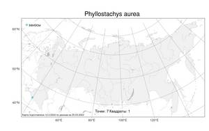 Phyllostachys aurea, Листоколосник золотистый (André) Rivière & C.Rivière, Атлас флоры России (FLORUS) (Россия)