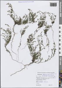 Спорыш тончайший A.I.Baranov & Skvortsov ex Vorosch., Сибирь, Прибайкалье и Забайкалье (S4) (Россия)