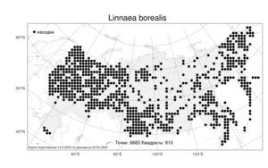 Linnaea borealis, Линнея северная L., Атлас флоры России (FLORUS) (Россия)