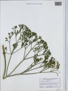 Жабрица извилистая L., Западная Европа (EUR) (Греция)