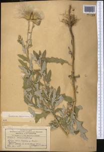 Cirsium arvense var. vestitum Wimm. & Grab., Средняя Азия и Казахстан, Сырдарьинские пустыни и Кызылкумы (M7) (Узбекистан)