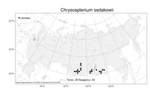 Chrysosplenium sedakowii, Селезеночник Седакова Turcz., Атлас флоры России (FLORUS) (Россия)