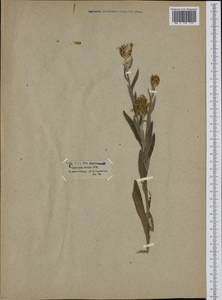 Centaurea triumfettii subsp. stricta (Waldst. & Kit.) Dostál, Западная Европа (EUR) (Венгрия)