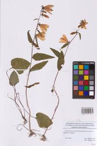 Колокольчик рапунцелевидный L., Восточная Европа, Московская область и Москва (E4a) (Россия)