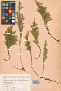 Dendrolycopodium obscurum (L.) A. Haines, Сибирь, Дальний Восток (S6) (Россия)