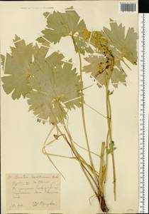 Aconitum lycoctonum subsp. lasiostomum (Rchb.) Warncke, Восточная Европа, Центральный лесостепной район (E6) (Россия)
