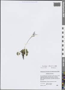 Камнеломка даурская (Willd.) Small, Сибирь, Дальний Восток (S6) (Россия)