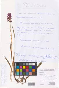 Dactylorhiza fuchsii × incarnata, Восточная Европа, Центральный район (E4) (Россия)