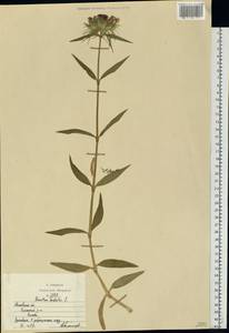 Гвоздика бородатая L., Восточная Европа, Московская область и Москва (E4a) (Россия)