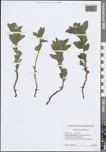 Heliotropium sibiricum (L.) J.I.M.Melo, Восточная Европа, Нижневолжский район (E9) (Россия)