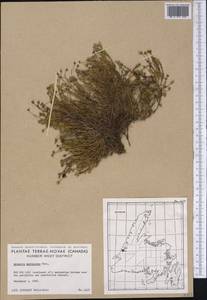 Cherleria marcescens (Fernald) A.J.Moore & Dillenb., Америка (AMER) (Канада)