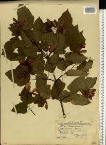 Клен татарский, Черноклен L., Восточная Европа, Западно-Украинский район (E13) (Украина)