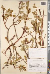 Ива скальная Turcz., Сибирь, Якутия (S5) (Россия)