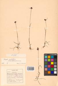Luzula multiflora subsp. sibirica V. I. Krecz., Сибирь, Дальний Восток (S6) (Россия)