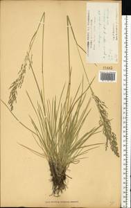 Щучка дернистая (L.) P.Beauv., Восточная Европа, Центральный лесостепной район (E6) (Россия)