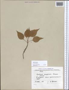 Ficus religiosa L., Африка (AFR) (Египет)